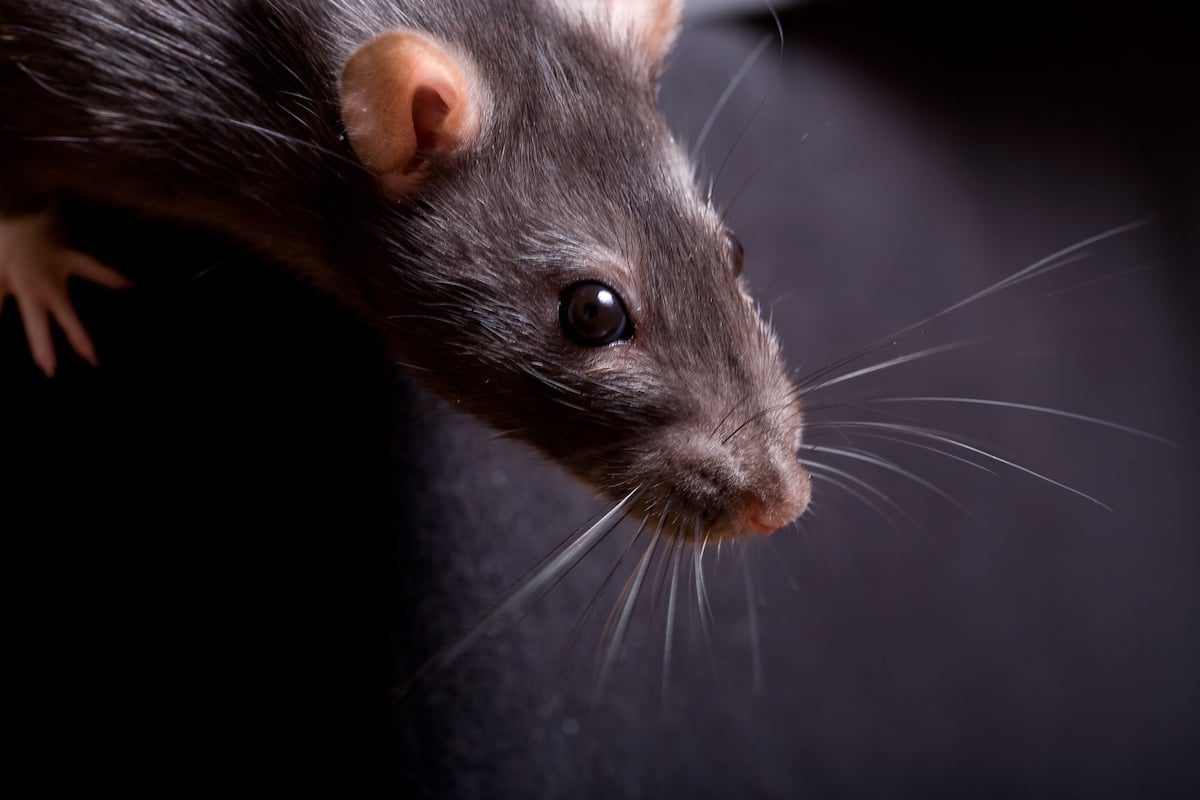 Nine Signs of a Mouse or Rat Infestation in Clearwater World Class Wildlife Removal & Rodent