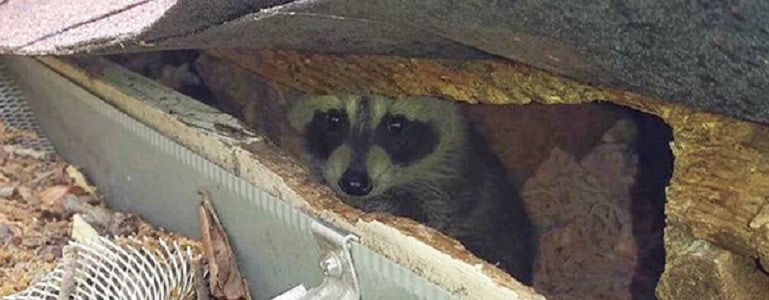 Why Raccoons Are Considered Pests. - World Class Wildlife Removal 