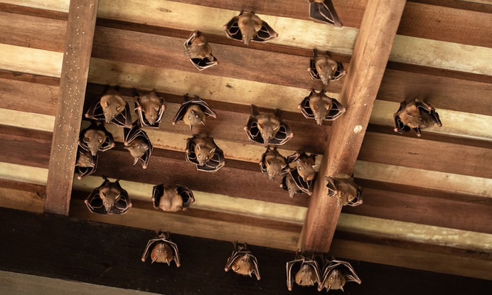 bat infestation