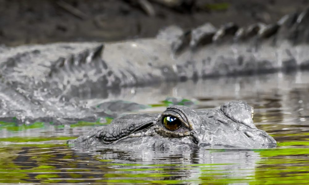 Are Alligators Aggressive