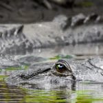 Are Alligators Aggressive