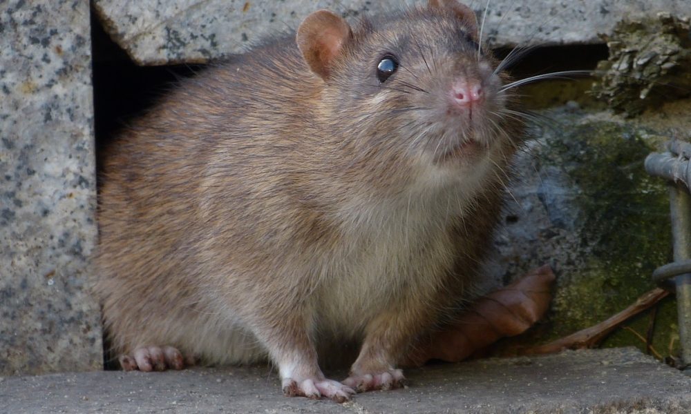 5 Surprising Everyday Items That Will Attract Rats World Class Wildlife Removal 