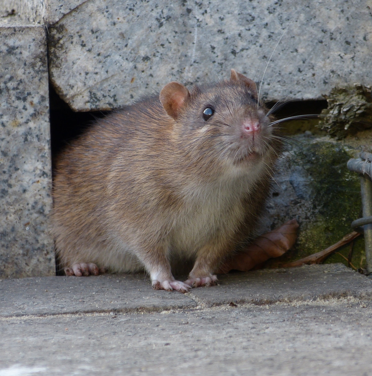 long tailed rat