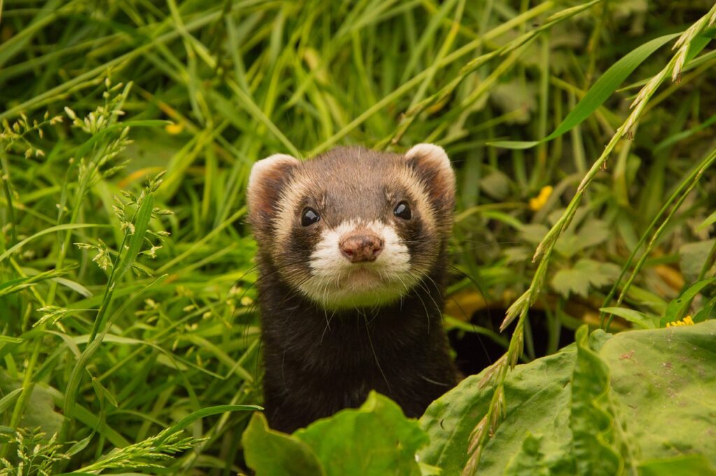 ferret