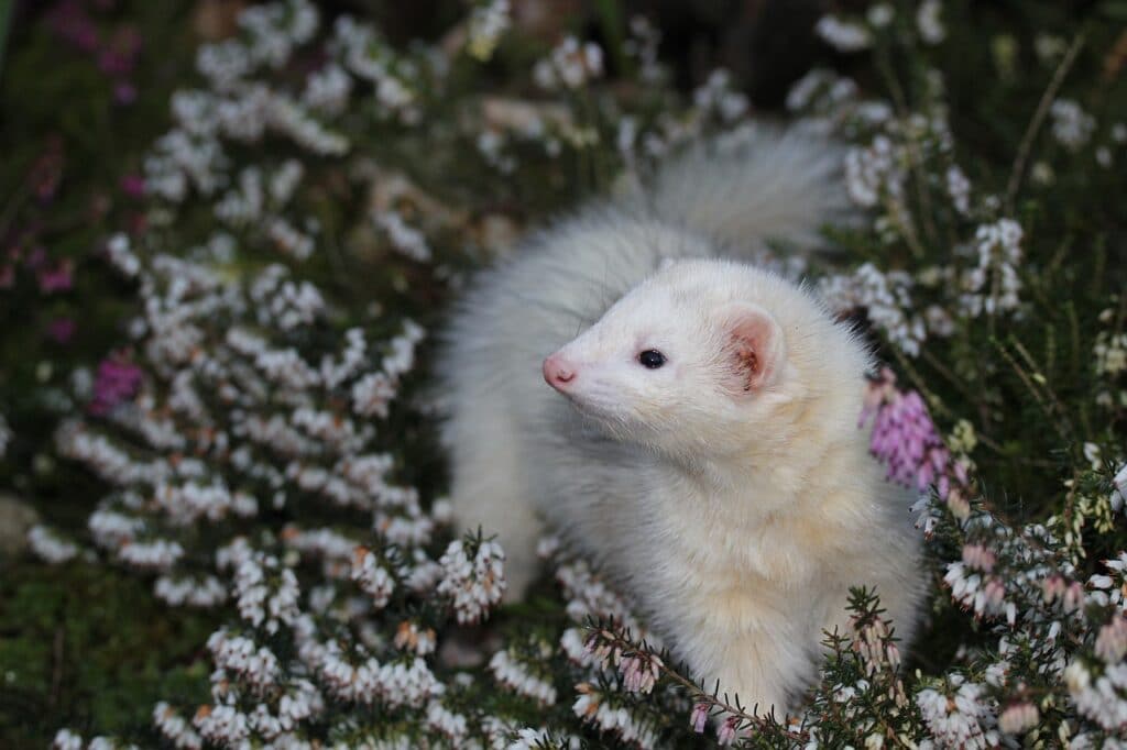 Natural Born Rat Killers The Ferret World Class Wildlife Removal