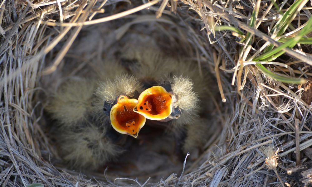 birds nesting on your porch