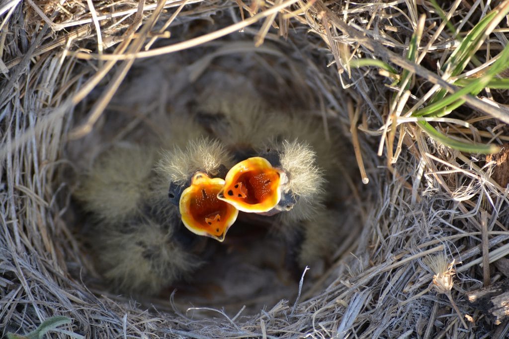 birds porch nesting dead ground avoid bird droppings patio sparrows rodent tips verse