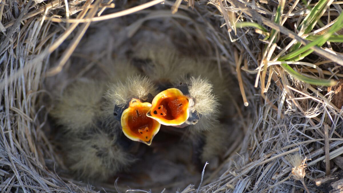 Getting Rid Of Birds Nests World Class Wildlife Removal Rodent Remediation