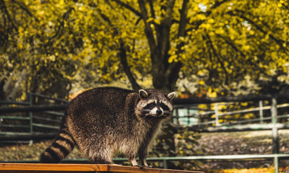 getting rid of raccoons