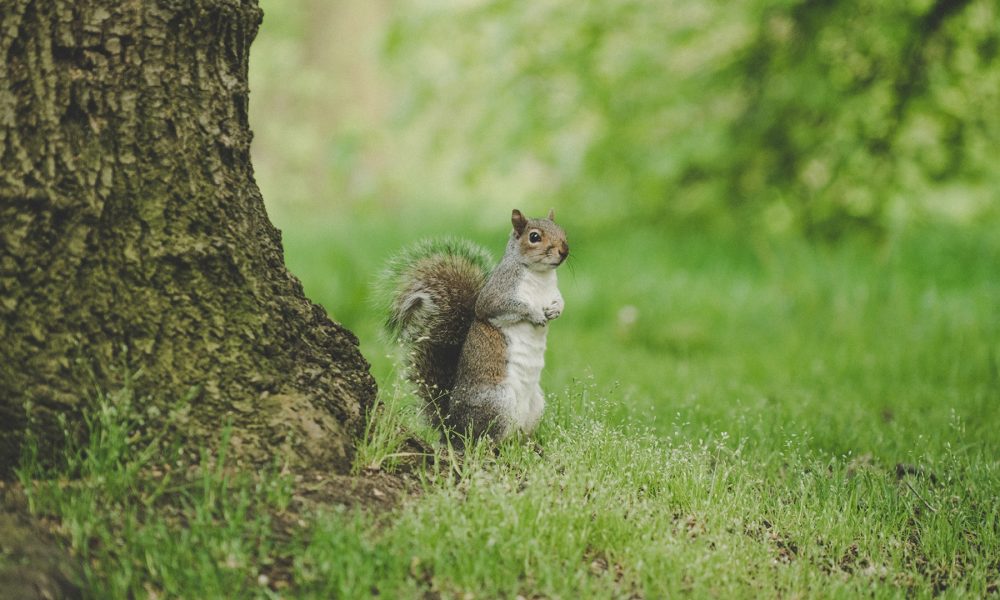 how to get rid of squirrels