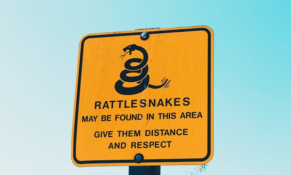 common snakes in tampa