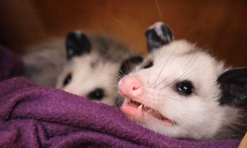 do opossums carry rabies