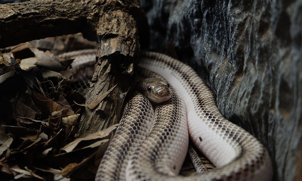 The Snake game. The playing field is colored black and bordered with