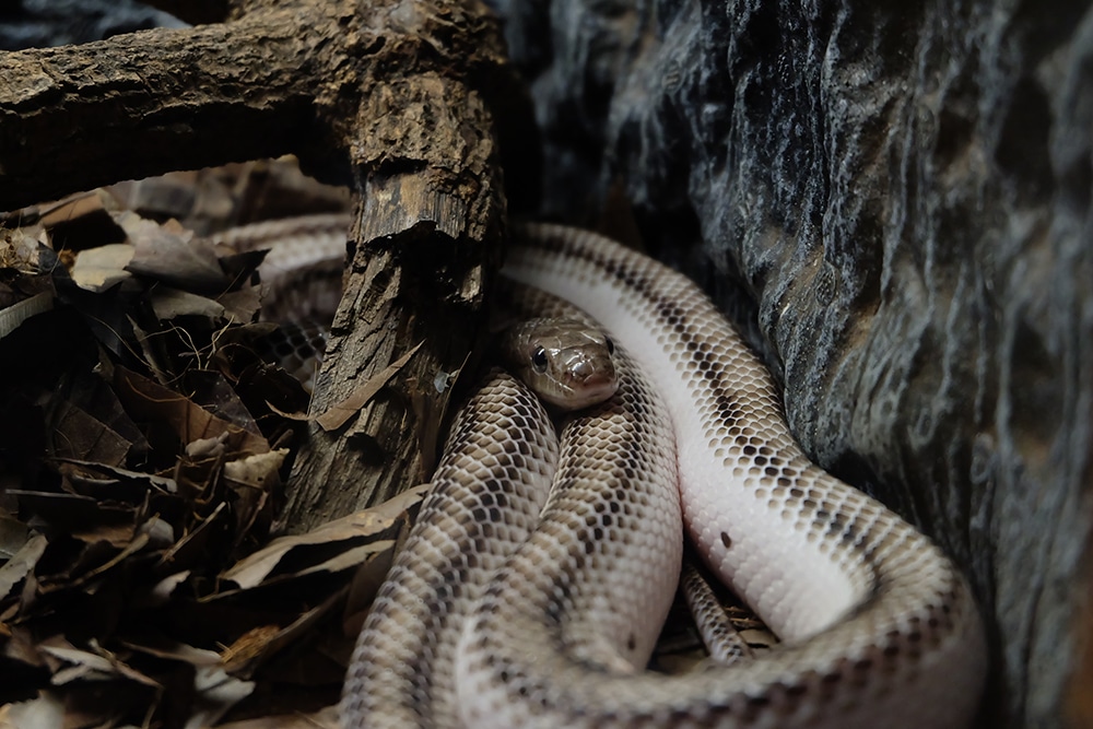 Eastern Hog-nosed Snake – Florida Snake ID Guide