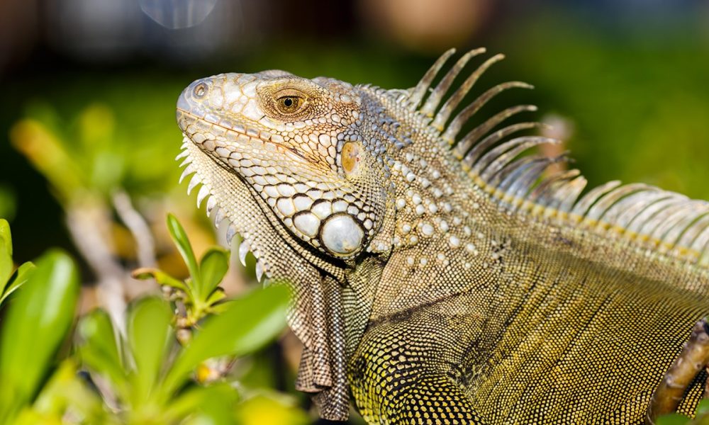 iguana