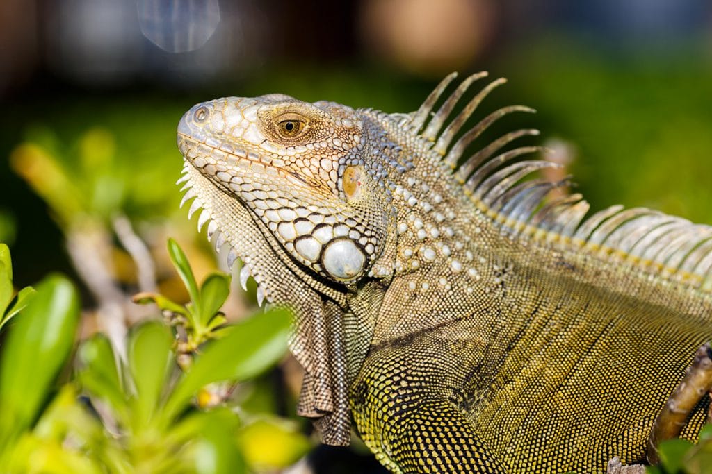 full grown green iguana pet