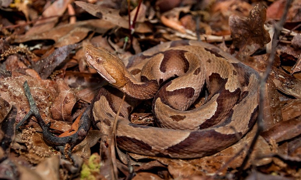 Southern Copperhead Snake
