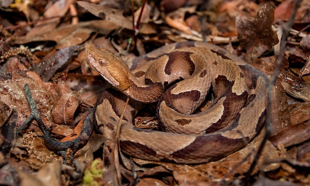 The Southern Copperhead Snake Everything You Need To Know