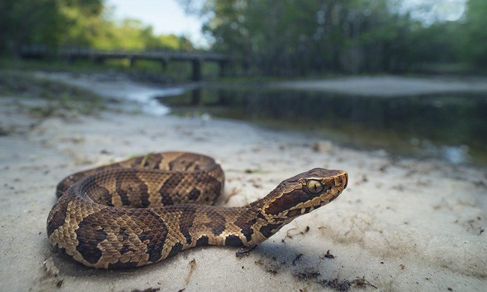 The Cottonmouth Snake