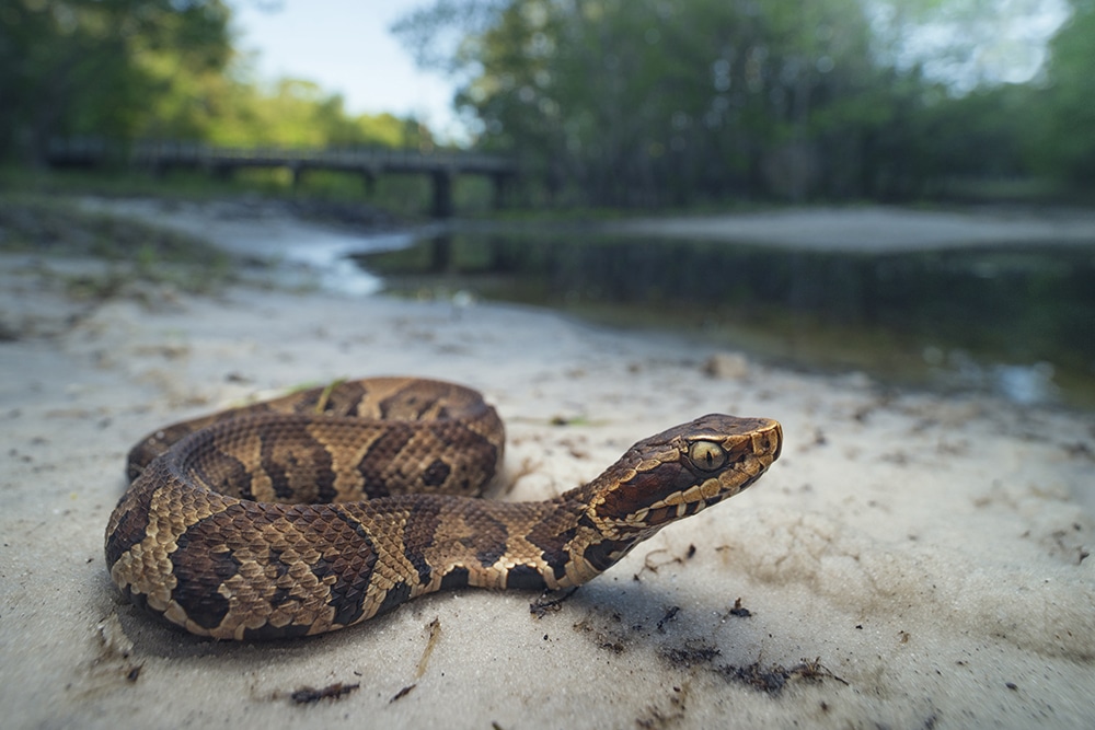 The Cottonmouth Snake Everything You Need To Know