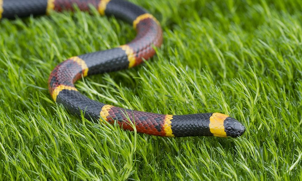 eastern coral snake