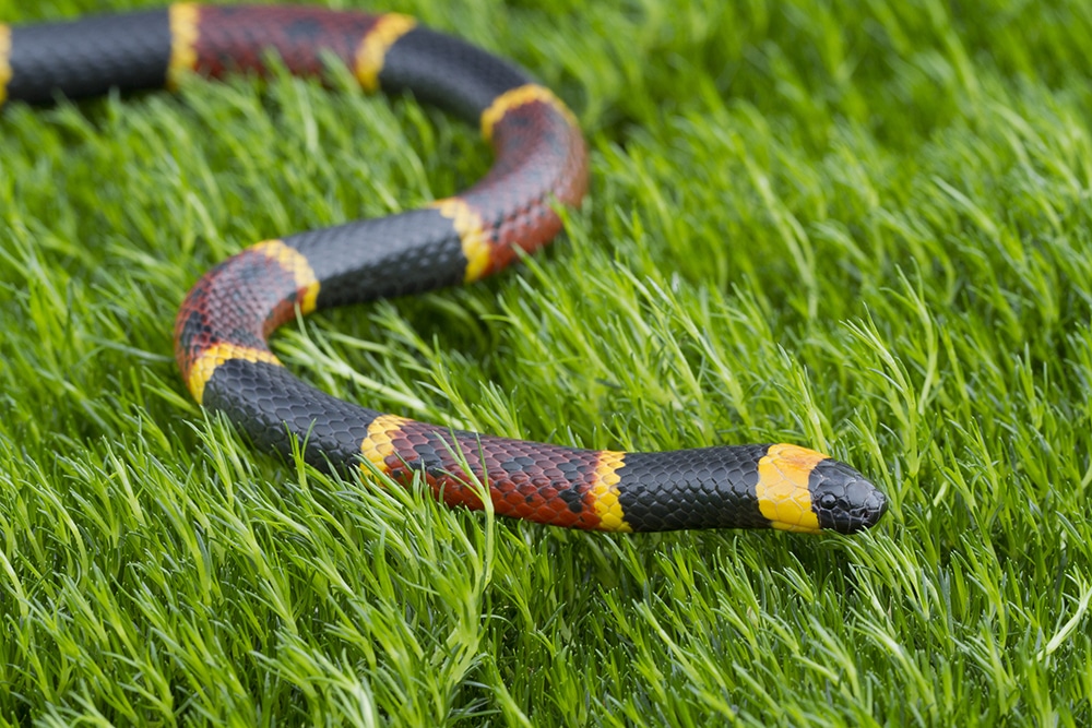 eastern coral snake