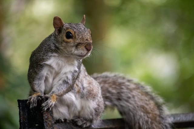 Squirrel Removal