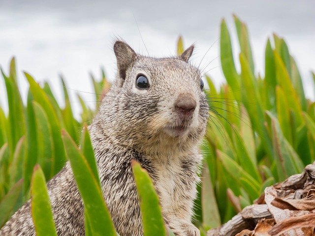 How to Get Rid of That Pesky Squirrel in the Attic - Pest Control Services