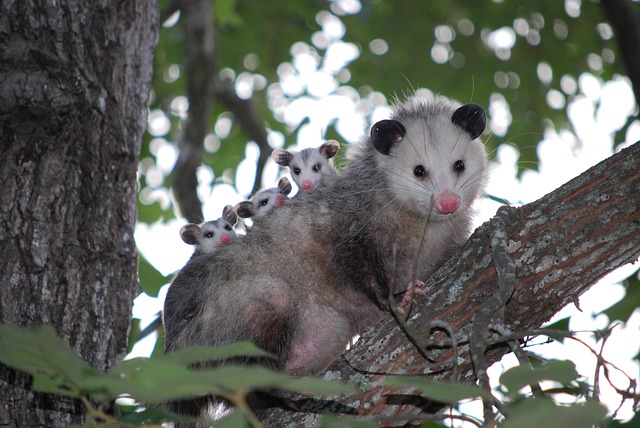 How to Trap a Possum: 10 Tips from Pest Control Experts