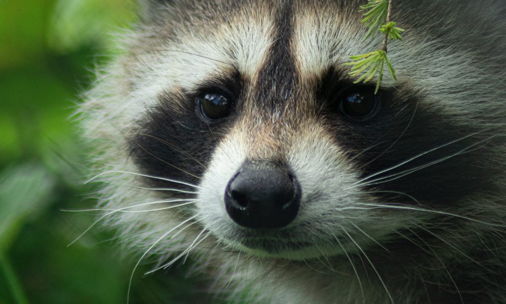 Why Raccoons Are Considered Pests.