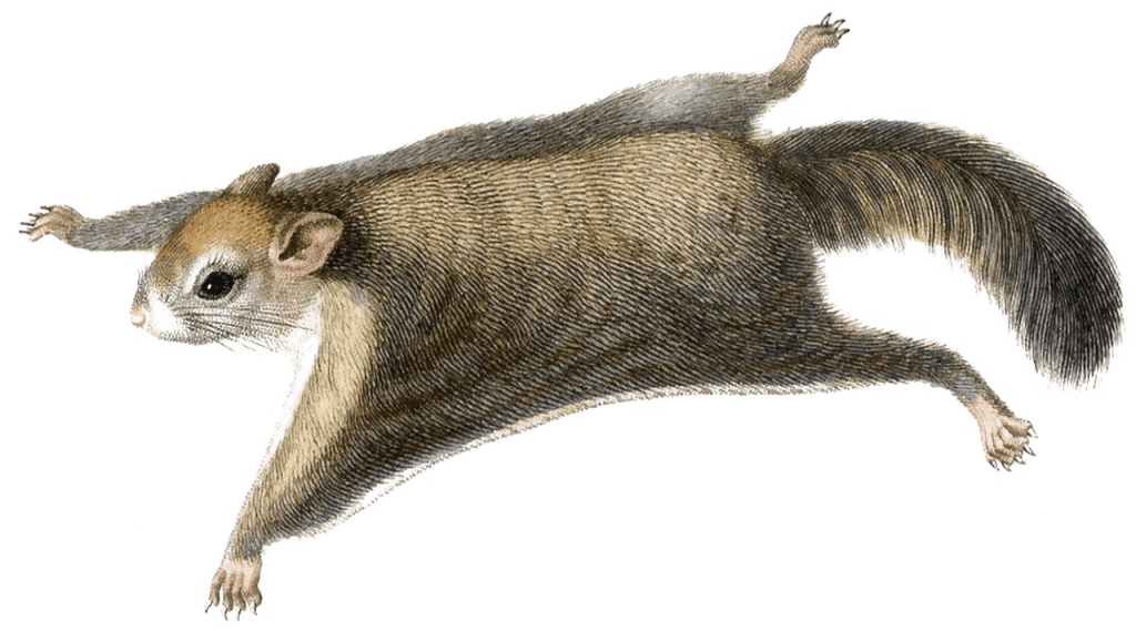 flying squirrel