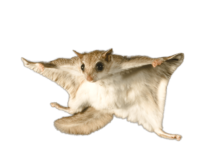 Are Flying Squirrels a Real Problem? - World Class Wildlife Removal