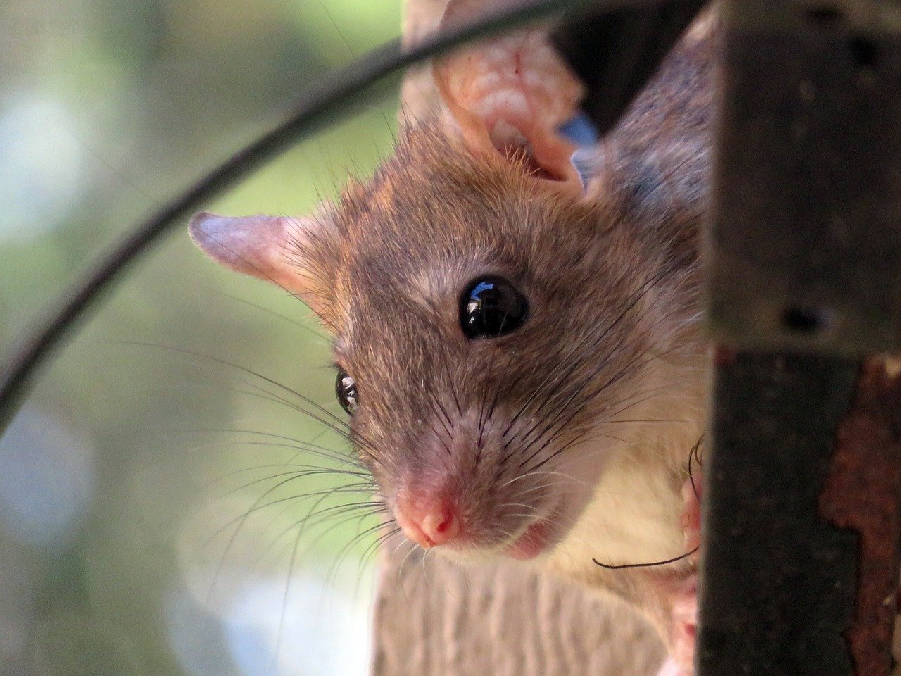 What Is A Roof Rat And Is It A Concern World Class Wildlife Removal Rodent Remediation