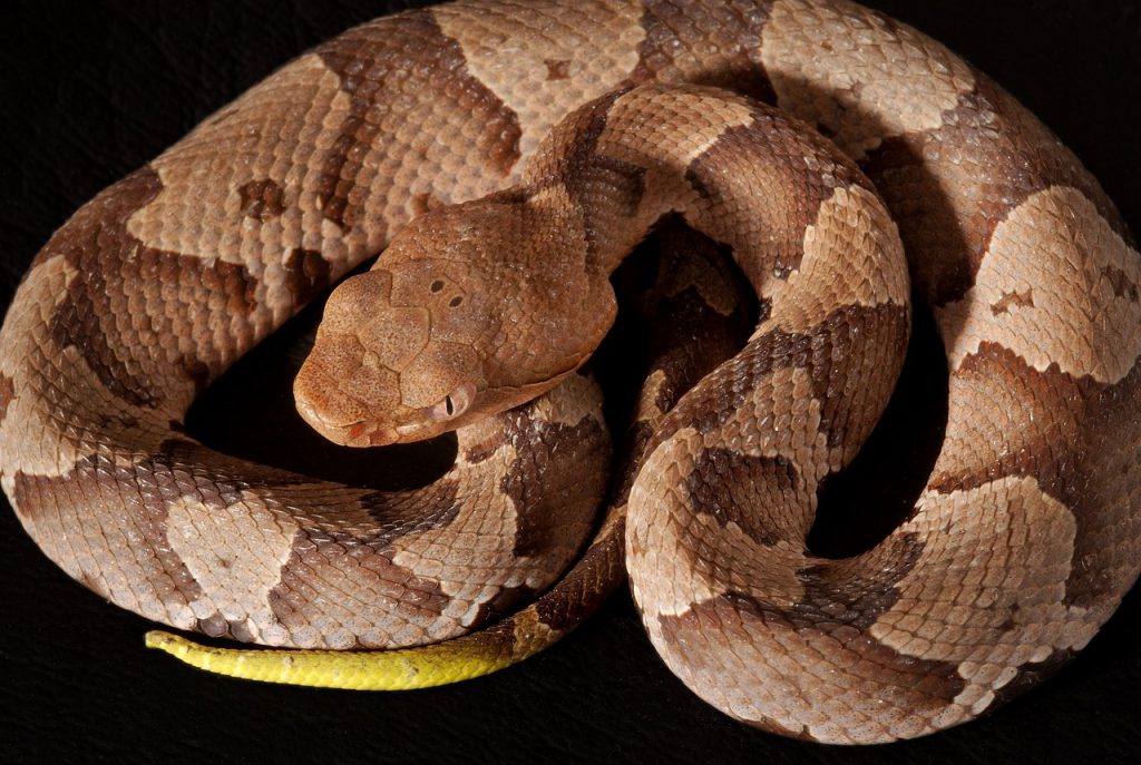 Copperhead