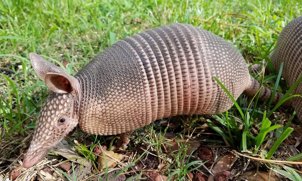 armadillo in the garden