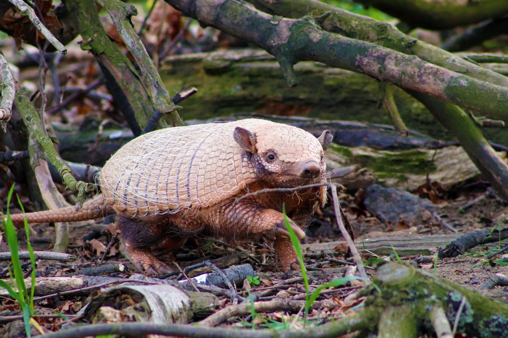 armadillo eat