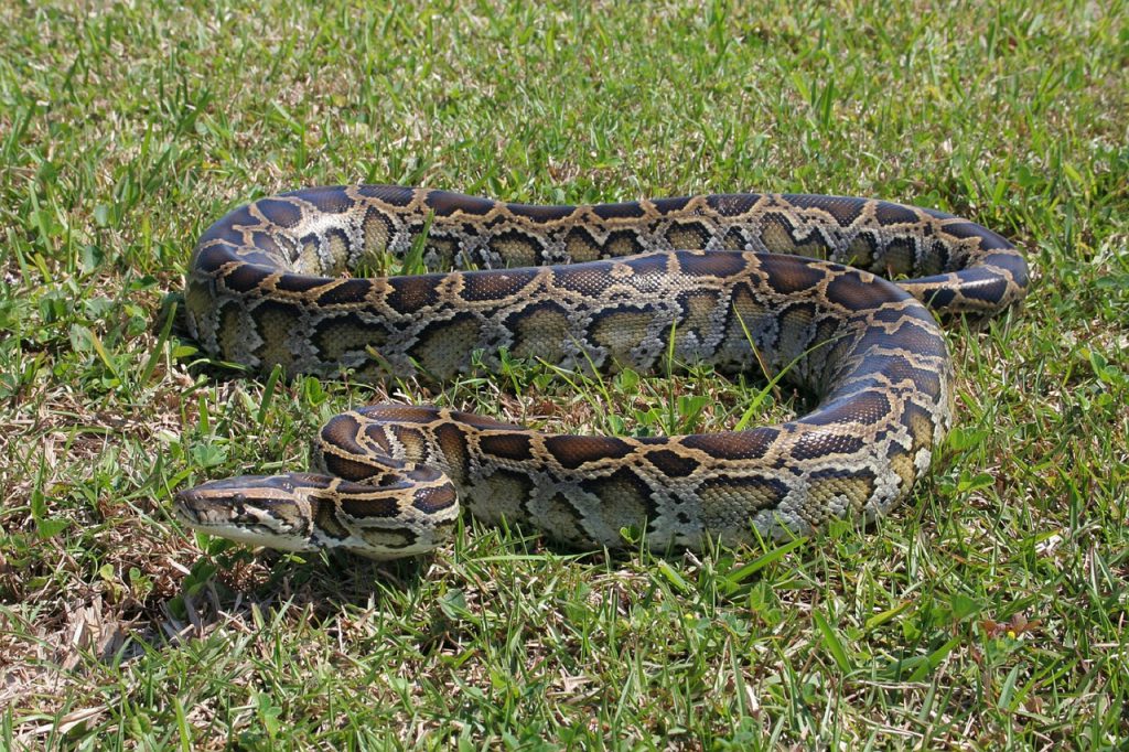 Burmese Python