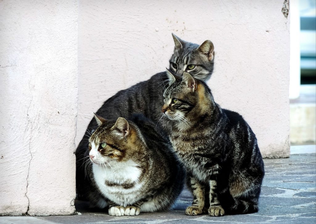 Feral Cat Colony