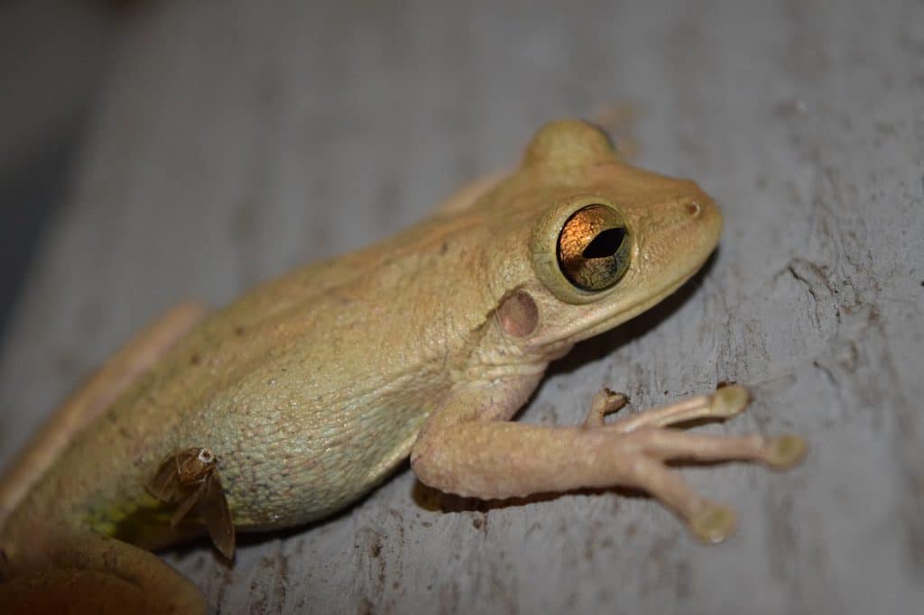 Cuban Tree Frog