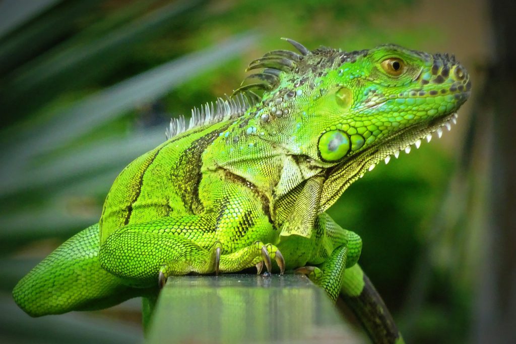 Green Iguana