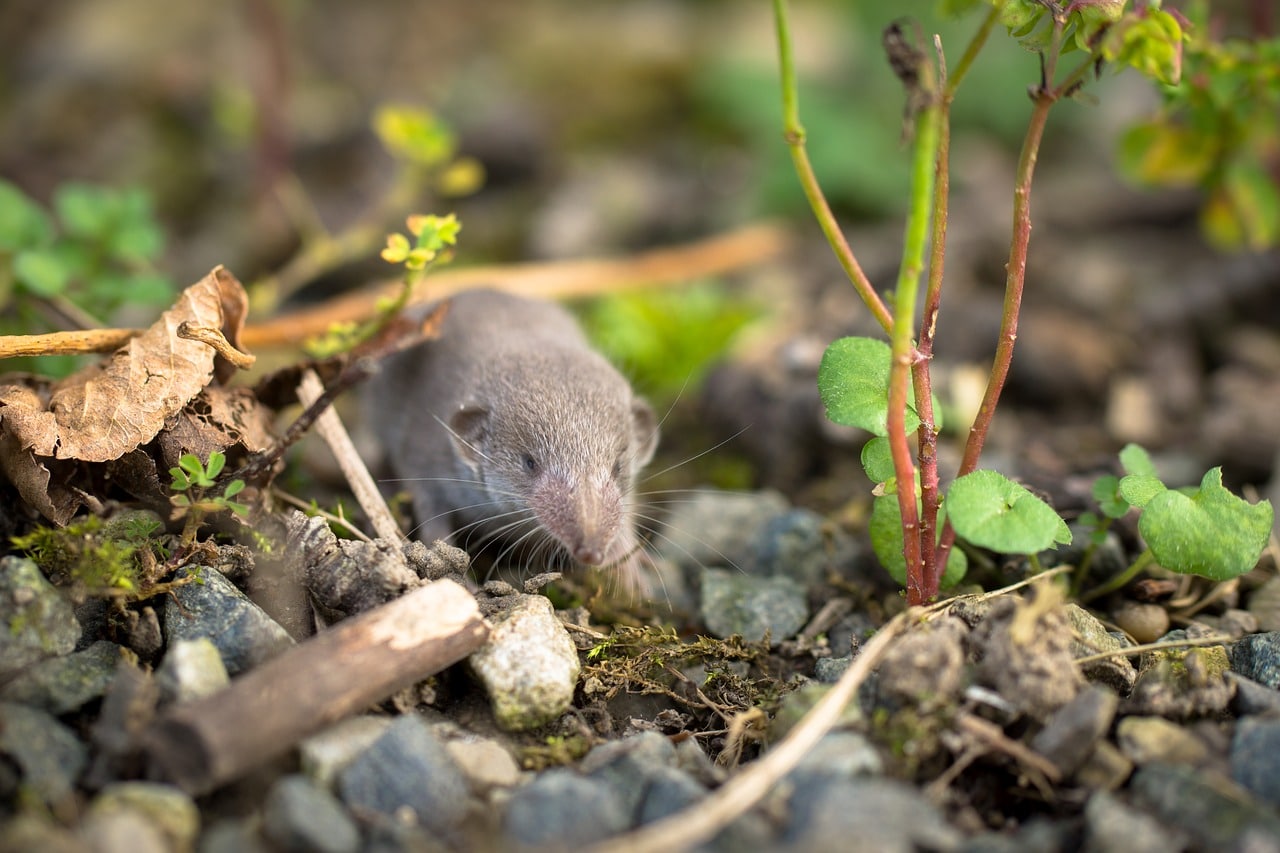 Shrew Habitats.