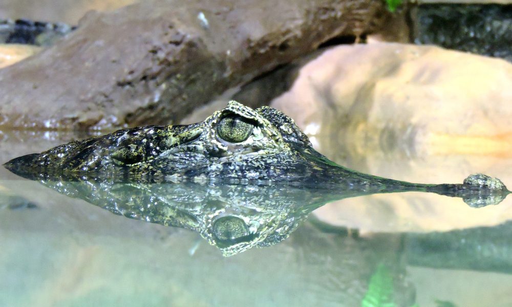 gator in the swimming pool