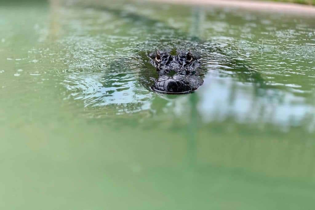 gator in the swimming pool