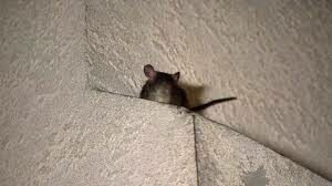 Are Roof Rats Dangerous? - World Class Wildlife Removal