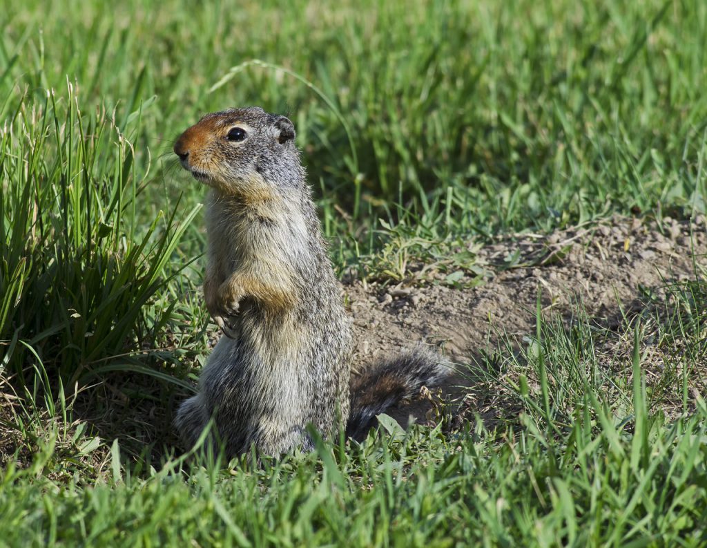 Critter Control Services - World Class Wildlife Removal