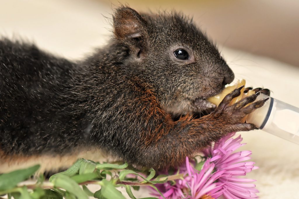 How to Keep Squirrels Out of Your Attic