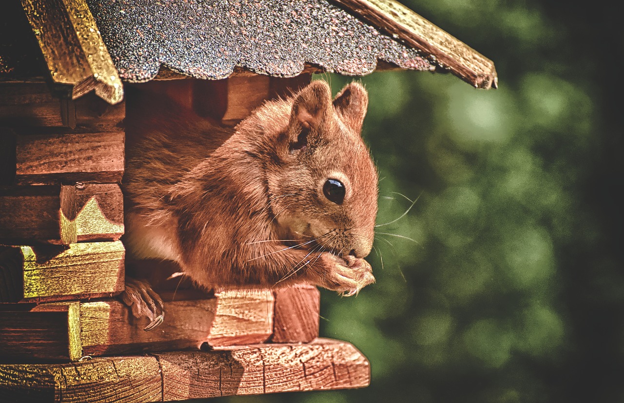 How to get rid of Squirrels in your attic the RIGHT way. 