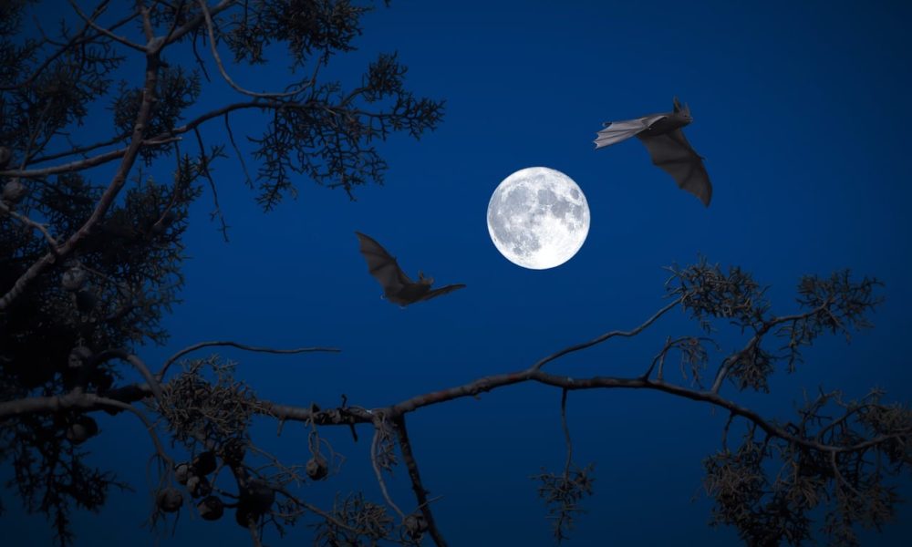 beneficial Qualities of Bats