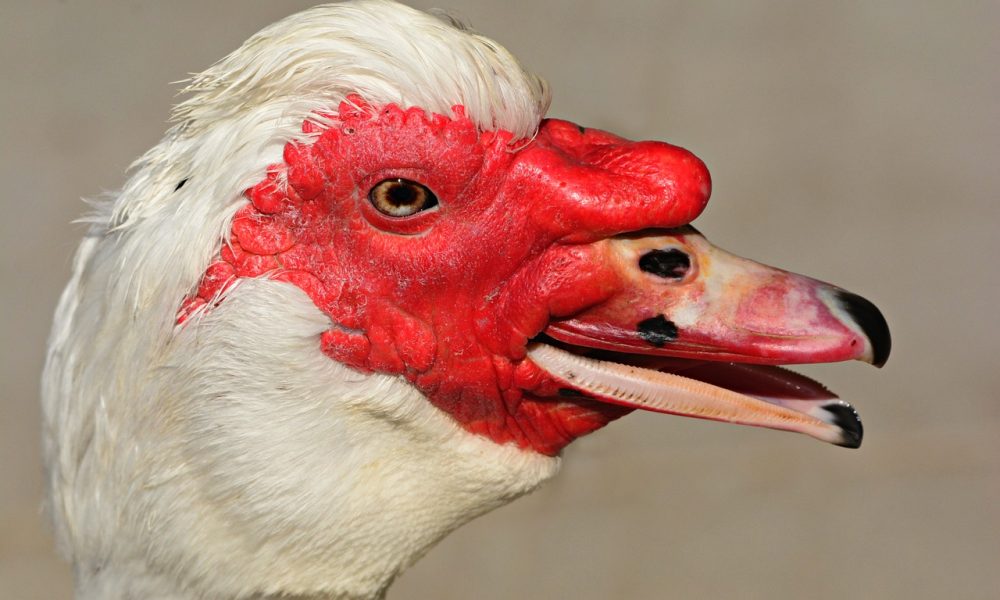 muscovy duck