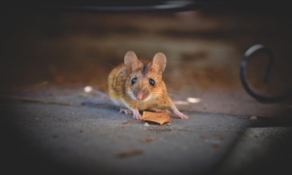 House Mouse